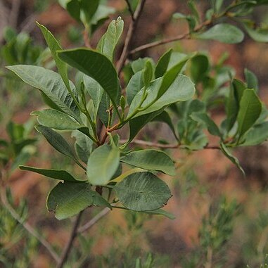 Dodonaea lanceolata unspecified picture