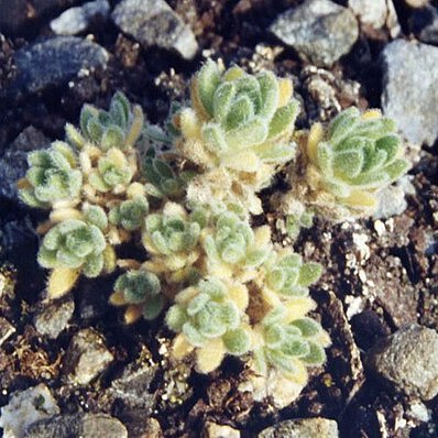 Draba aspera unspecified picture