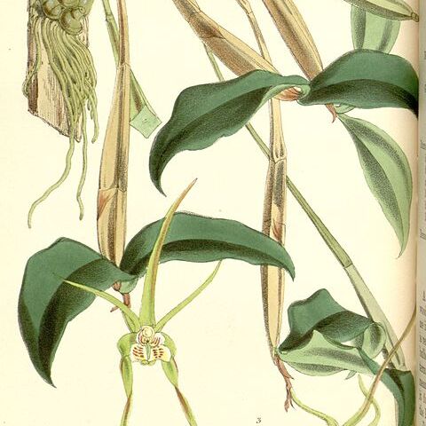 Dendrobium tetragonum unspecified picture