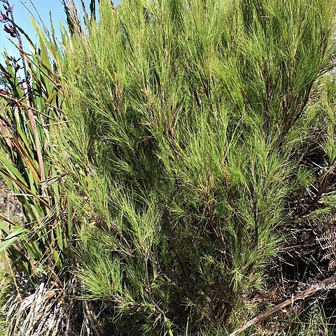 Dracophyllum acerosum unspecified picture