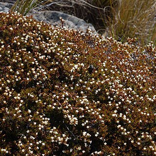 Dracophyllum pronum unspecified picture