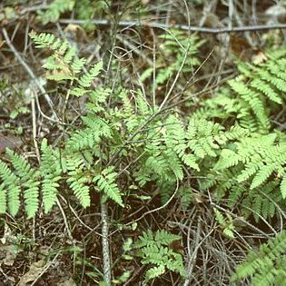 Dryopteridaceae unspecified picture