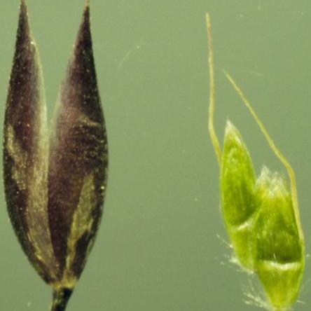 Deschampsia atropurpurea unspecified picture