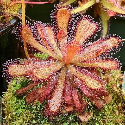 Drosera venusta unspecified picture