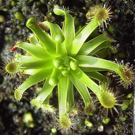 Drosera stenopetala unspecified picture