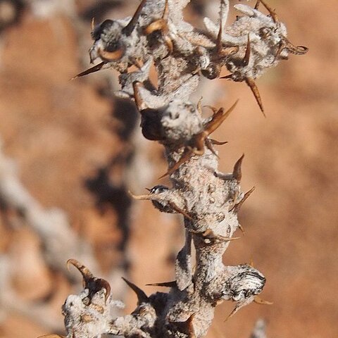 Eremophea spinosa unspecified picture