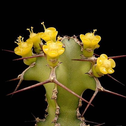 Euphorbia leontopoda unspecified picture