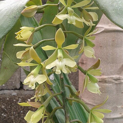 Epidendrum coronatum unspecified picture