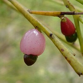 Exocarpos strictus unspecified picture