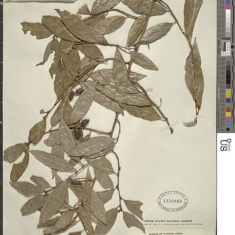 Elaeagnus sarmentosa unspecified picture