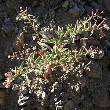 Eremothera pygmaea unspecified picture