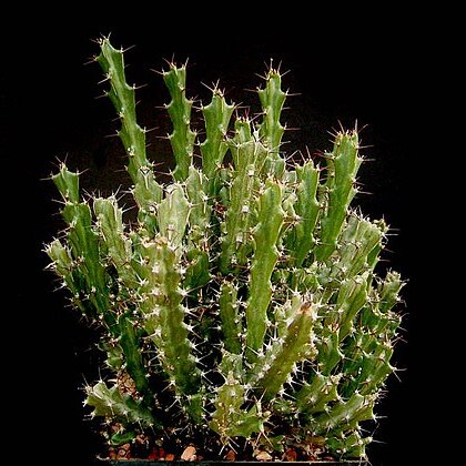 Euphorbia lukoseana unspecified picture