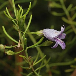 Eremophila ionantha unspecified picture