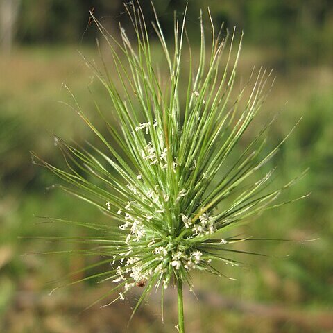 Echinopogon ovatus unspecified picture