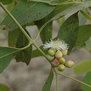 Eucalyptus patellaris unspecified picture