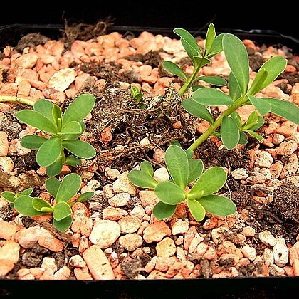 Euphorbia caespitosa unspecified picture