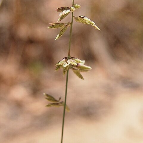 Eragrostis sororia unspecified picture