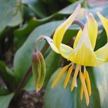 Erythronium tuolumnense unspecified picture