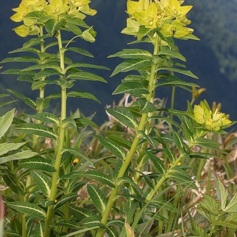 Euphorbia togakusensis unspecified picture