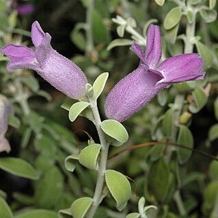 Eremophila decussata unspecified picture