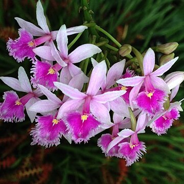 Epidendrum calanthum unspecified picture