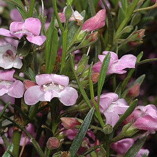 Eremophila campanulata unspecified picture