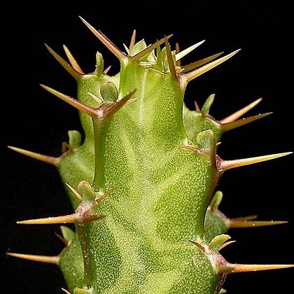 Euphorbia caloderma unspecified picture