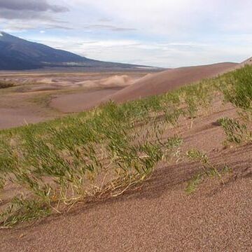 Psoralea unspecified picture