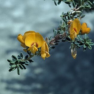 Pultenaea maritima unspecified picture