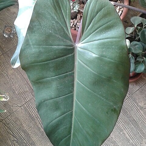 Philodendron appendiculatum unspecified picture