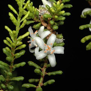 Philotheca pachyphylla unspecified picture