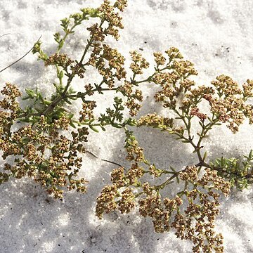 Paronychia chartacea unspecified picture