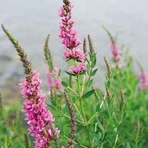 Lythraceae unspecified picture