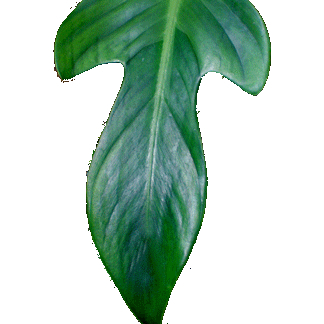 Philodendron panduriforme unspecified picture