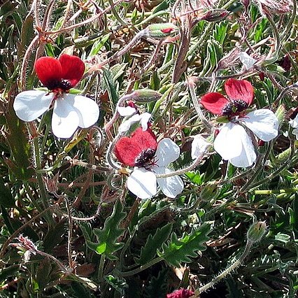 Pelargonium tricolor unspecified picture