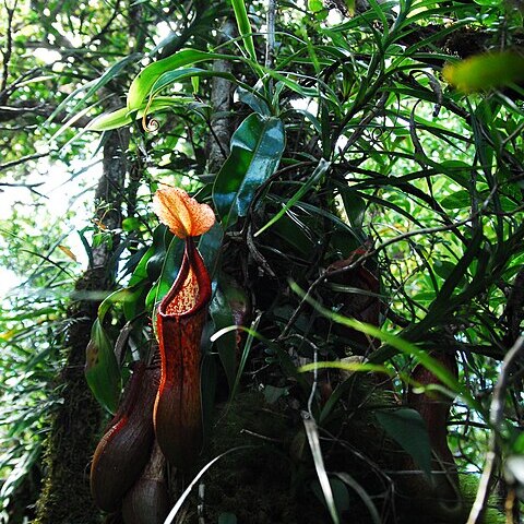 Nepenthes petiolata unspecified picture