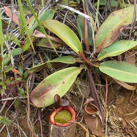 Nepenthes unspecified picture