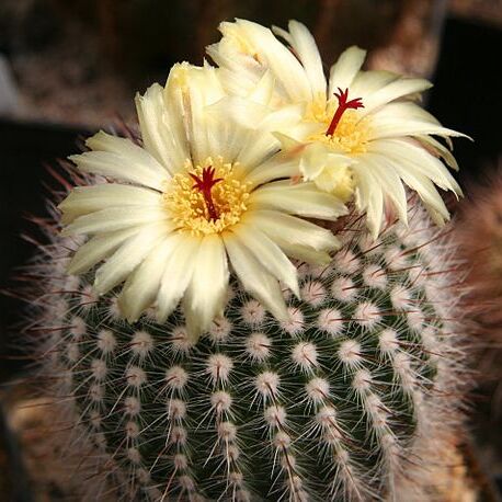 Parodia scopa unspecified picture