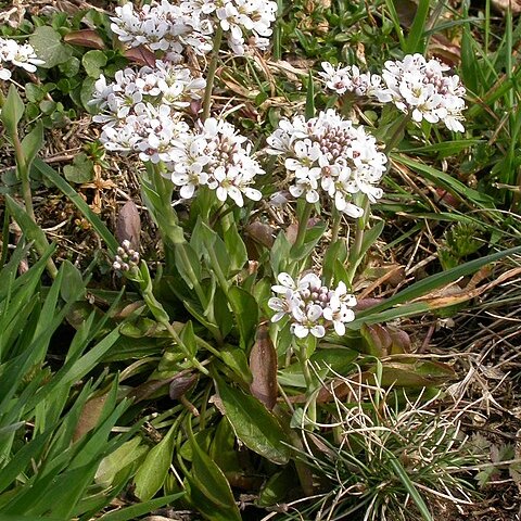 Noccaea perfoliata unspecified picture