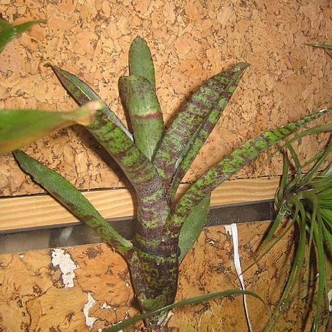 Neoregelia pauciflora unspecified picture