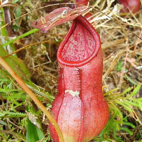 Nepenthes unspecified picture