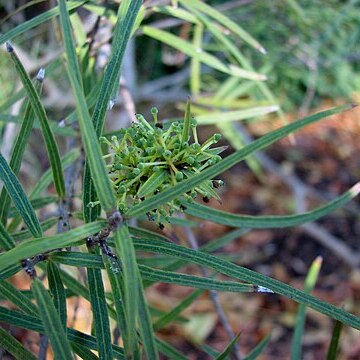 Notelaea lloydii unspecified picture