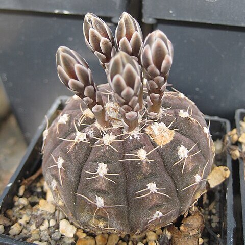 Gymnocalycium ragonesei unspecified picture