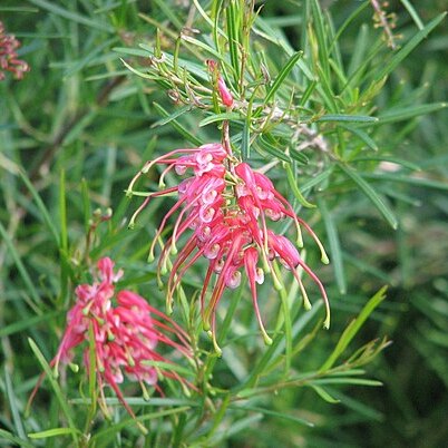 Grevillea pinaster unspecified picture