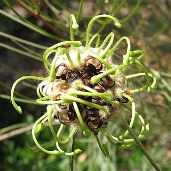 Grevillea globosa unspecified picture