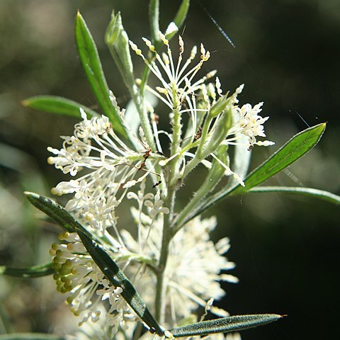 Grevillea triloba unspecified picture