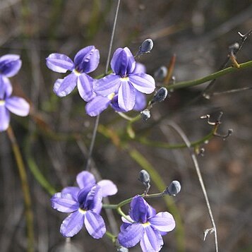 Goodenia pterigosperma unspecified picture