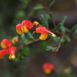 Grevillea alpina unspecified picture