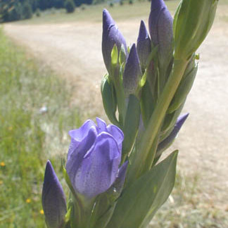 Gentiana sceptrum unspecified picture