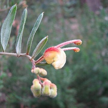 Grevillea celata unspecified picture